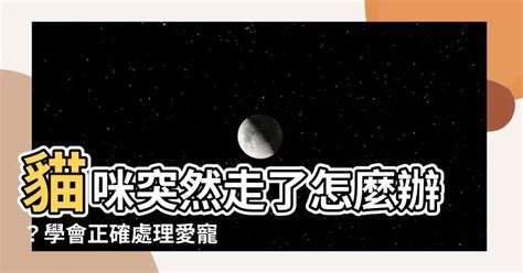 貓死了怎麼處理|野貓死了怎麼處理？讓貓咪專家告訴你正確做法！